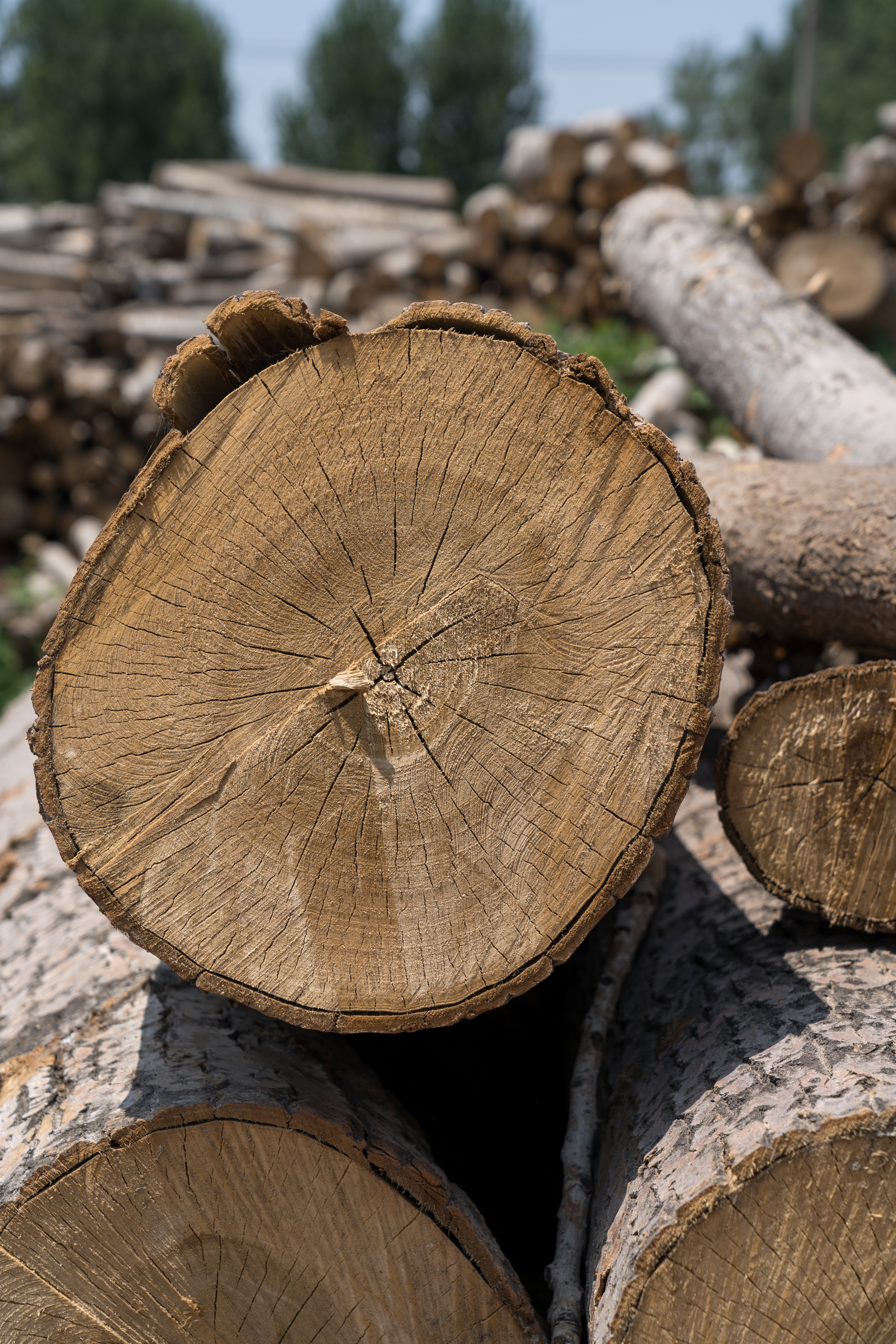 We replant every tree we harvest