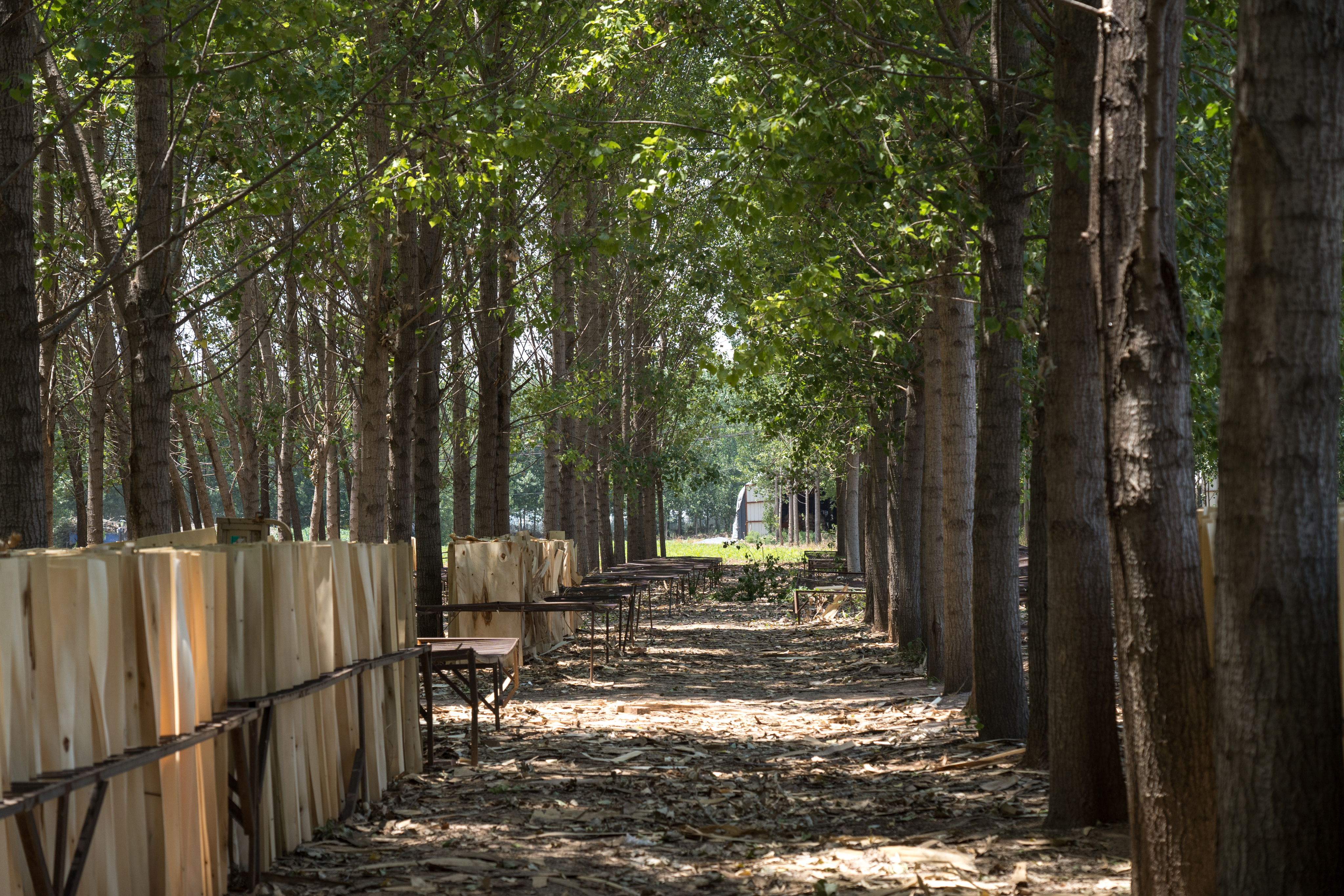 We strategically select our forests