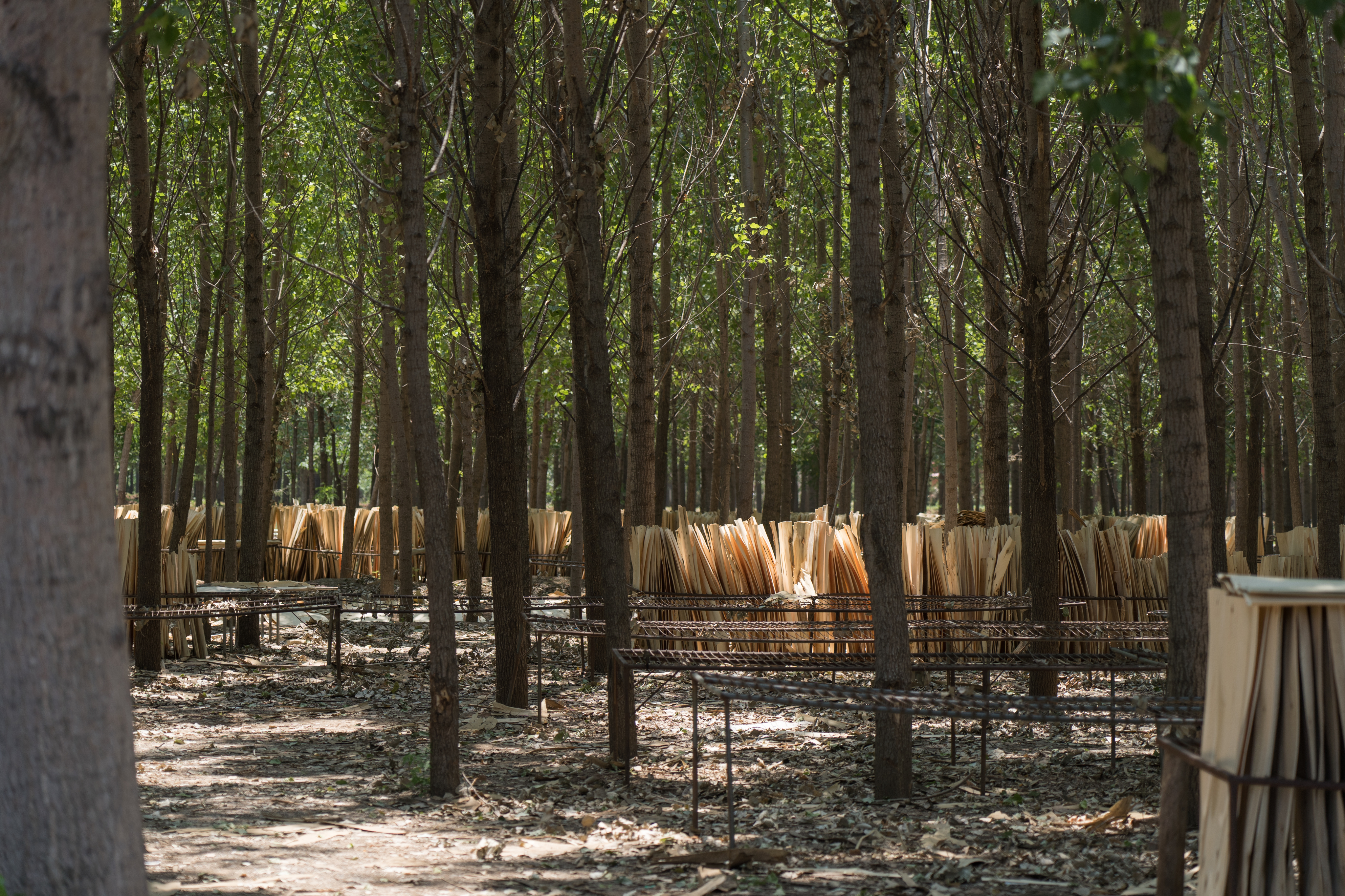 Sustainable forest